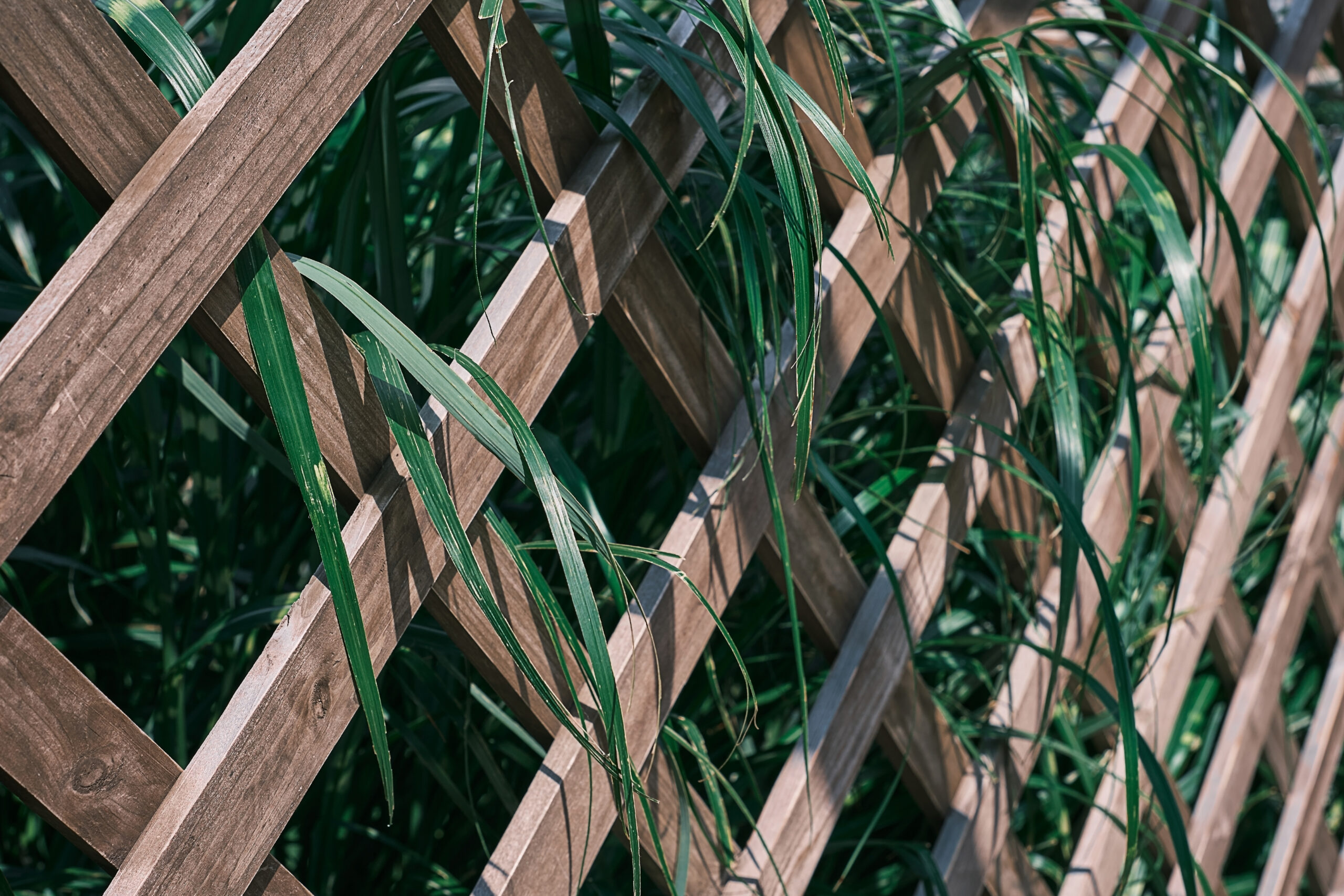 Wooden trellis overgrown with greenery, selective focus. Herbal foliage with green and white leaves, on garden trellis, background or screensaver for nature banner